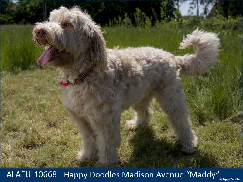 maddy labradoodle 1